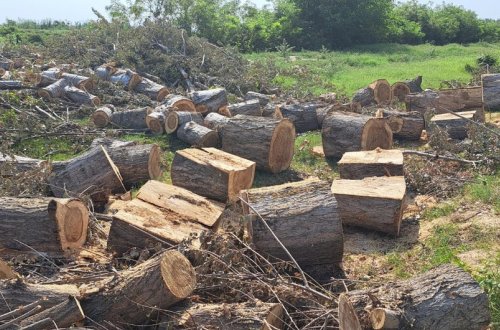 Zərdabda ağacları kəsən şəxslər saxlanılıb