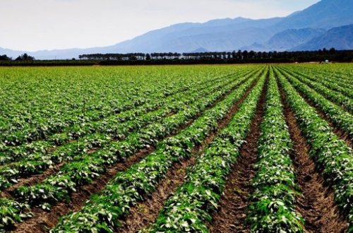 Əkin sahələri üzrə aqrar sığorta ödənişləri necə verilir? - Göyçayda regional tədbir keçirildi