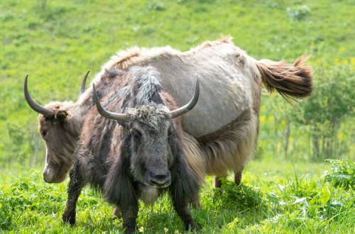 Laçın yaylaqlarındakı yak təsərrüfatında döl prosesi başa çatıb