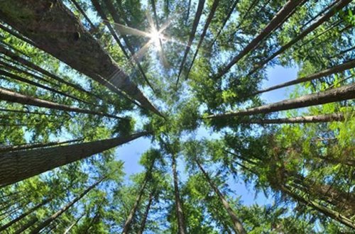 Amazonda meşələrin qırılmasına qarşı 8 ölkə əməkdaşlıq edəcək