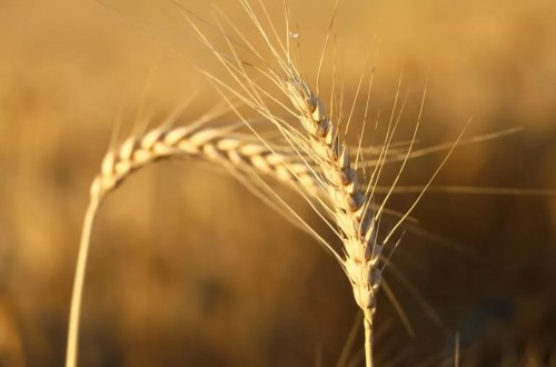 Ərəb mediası: Misir Rusiyadan buğda almasına dair müqavilə imzalayıb