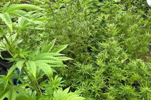 Sabirabadda bir tondan artıq yabanı halda bitmiş çətənə bitkisi məhv edilib