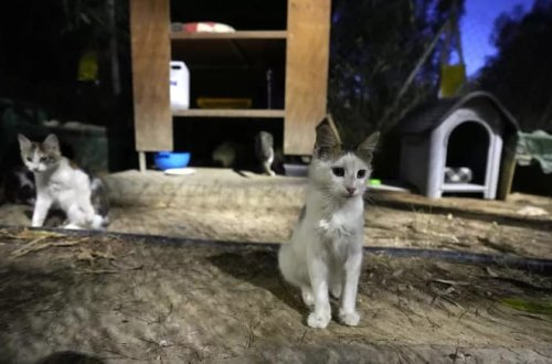 Kiprdə minlərlə pişiyin ölümünə səbəb olan epidemiyaya qarşı müalicə başladılıb