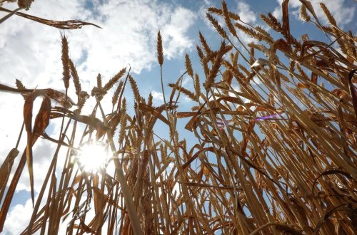 Rusiya 6 Afrika ölkəsinə pulsuz taxıl göndərəcək