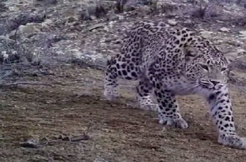 Zəngəzur Milli Parkında bəbir görüntüləndi (VİDEO)