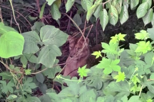 Düşərgədə fermadan qaçan dişi aslan öldürüldü