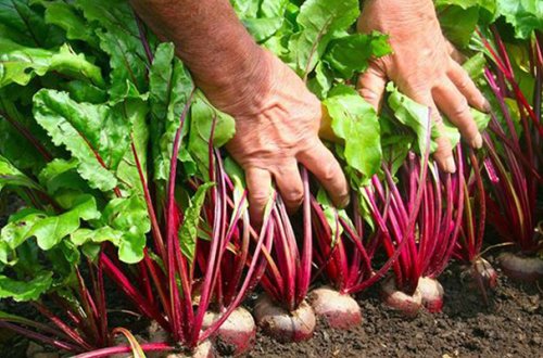 Şəkər çuğundurunun alışı qiyməti qaldırıldı