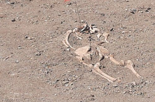 Meyit qalıqları tapılan insanlar vəhşi heyvanlara yedirdilib - Hərbi Prokurorluq