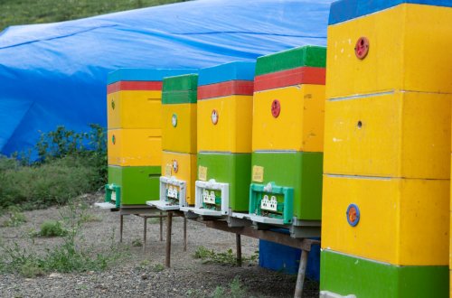 Bu il azad olunmuş ərazilərdəki yaylaqlara 3700-ə yaxın qoyunçuluq və arıçılıq təsərrüfatı köçürülüb