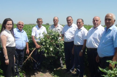 Beyləqanda “Yerli və introduksiya olunmuş pambıq sortlarının quraqlığa, xəstəliklərə və şoranlığa davamlılığı” mövzusunda tarla seminarı keçirilib