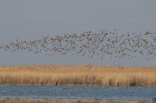 Qızılağac Milli Parkının ərazisində qanunsuz ov edən şəxs saxlanılıb