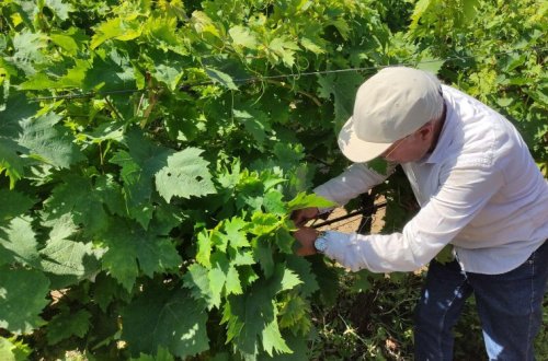 Dolu vurmuş üzüm bağına dəymiş zərər hesablanır