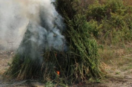 Beyləqanda çətənə bitkiləri məhv edilib