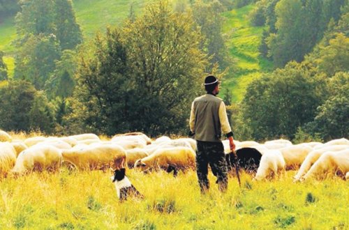 Çoban məhkəmədə gömrükçünü uddu