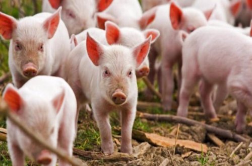 Bu ölkədə son 31 ildə ilk dəfə donuz taunu aşkarlandı