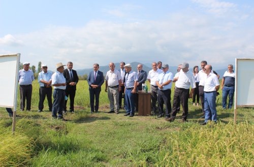Lənkəranda “Çəltiyin seleksiyası və toxumçuluğunun təşkili” mövzusunda tarla seminarı keçirilib