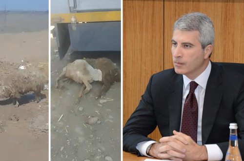 Məşğulluq Agentliyinin verdiyi qoyunlar xəstə çıxdı - 400 manata rəsmiləşdiriblər (VİDEO)