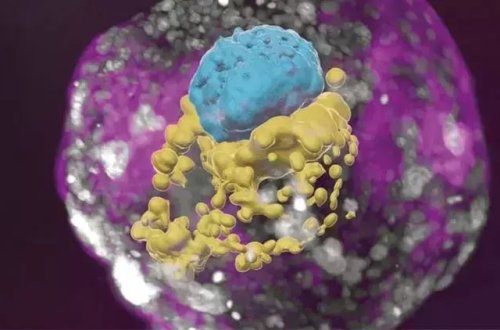 Alimlər süni embrionlar yaradıblar