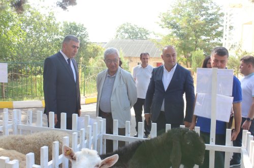 ADA Universitetinin nümayəndə heyəti ADAU, Heyvandarlıq Elmi-Tədqiqat İnstitutu və Respublika Süni Mayalanma Mərkəzinin fəaliyyəti ilə tanış olub