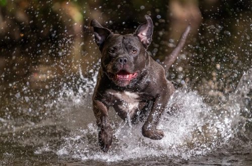 İngiltərədə təhlükəli itlərin qadağan edilməsi gündəmə gəlib