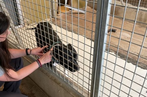 Fransada hər il küçələrdən 100 min sahibsiz heyvan toplanır