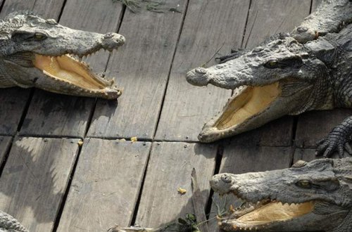 Çində fermadan 70-dən çox timsah qaçıb