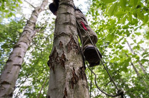 70 yaşlı kişi ağacdan yıxılıb öldü