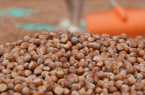Türkiyədən Almaniyaya 85 min tondan çox fındıq ixrac edilib