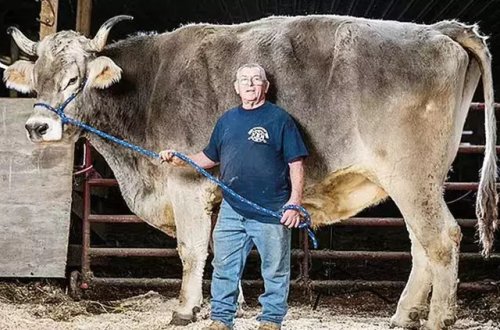 Ginnesin yeni rekordu qırılıb