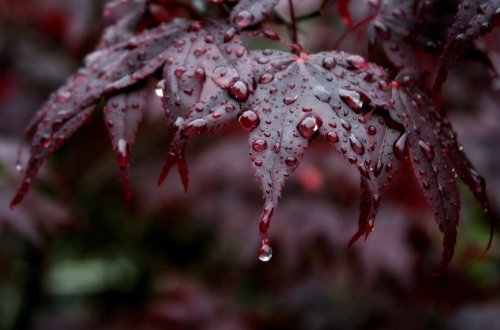 Sabah yağış yağacaq, külək əsəcək