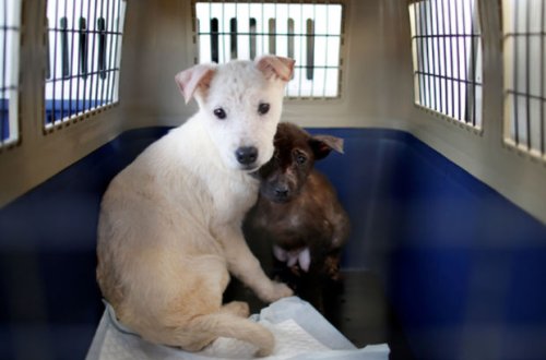 Cənubi Koreyada it ətinin yeyilməsi qadağan ediləcək