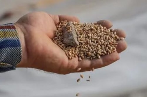 Ukrayna Avropanın 3 ölkəsini məhkəməyə verməyə hazırlaşır