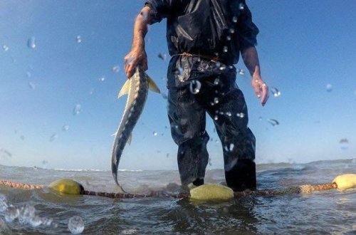 Xəzər dənizi, Mingəçevir su anbarı və Katex çayında qanunsuz ov edən şəxslər cəzalandırılıblar