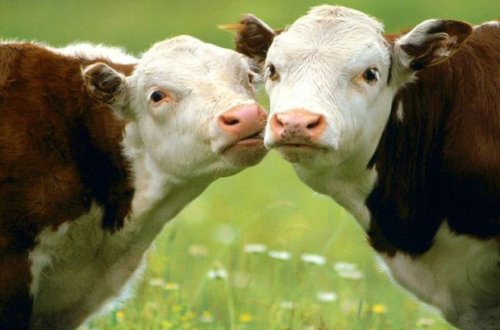 Azərbaycanın Gürcüstandan idxal etdiyi canlı mal-qara 40%-dək bahalaşıb