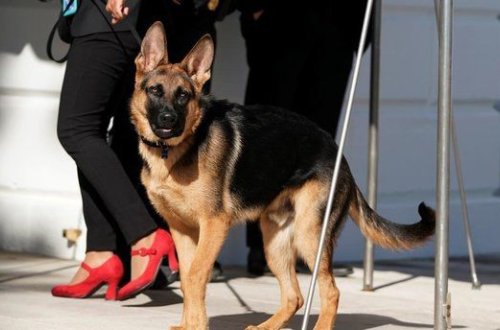 Baydenin iti başqa bir məxfi xidmət əməkdaşını dişləyib