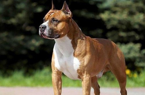 Avstriyada itin hücumuna məruz qalan qadın faciəvi şəkildə ölüb