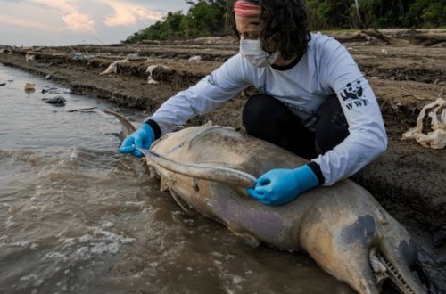 Amazondakı quraqlıq 140-dan çox delfinin ölümünə səbəb oldu