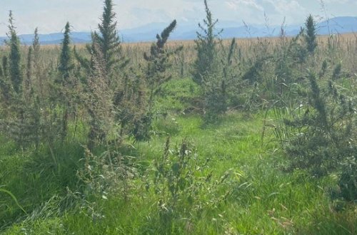 Ağdamın işğaldan azad edilmiş Sırxəvənd kəndində narkotik plantasiyaları aşkarlanıb