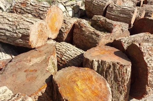 Lerikdə qanunsuz əldə edilmiş meşə materialı aşkarlanıb