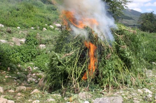 Məhkəmə qərarları ilə müsadirə olunan narkotik vasitələr məhv edilib