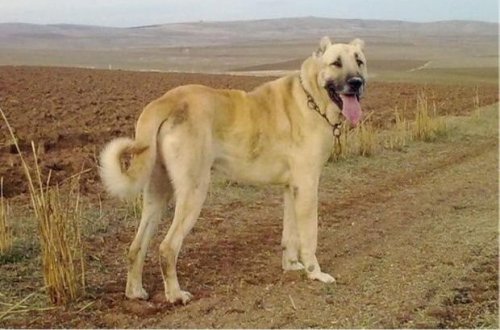 İki min manatlıq iti oğurlayan şəxs saxlanıldı