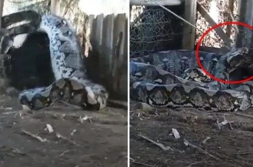 İnsan yeyən anakonı kəndlilər belə tutdu - VİDEO