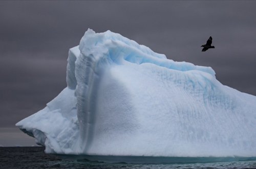 Antarktidada ilk dəfə quş qripi müşahidə edildi