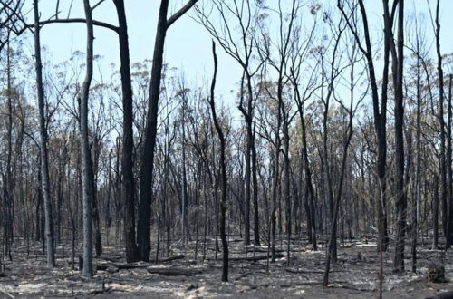 Avstraliyada meşə yanğını: 11 min hektar torpaq kül oldu