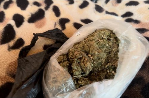 Qəbələdə narkotiklərin dövriyyəsi ilə məşğul olan şəxslər saxlanıldı