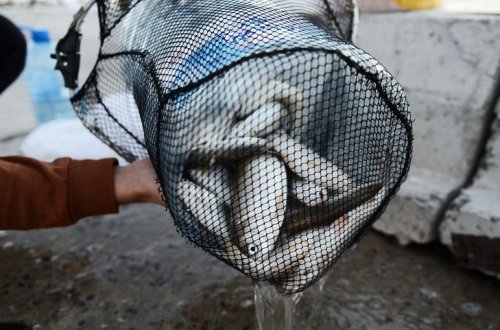 Xəzər dənizində qanunsuz balıq ovlayan şəxslər saxlanılıb