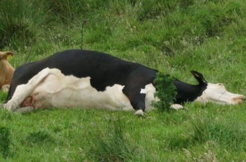 Ucarda iribuynuzlu heyvanların tələf olma səbəbi AÇIQLANDI - RƏSMİ