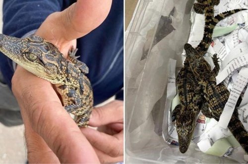 Ölkəyə qanunsuz yolla timsah gətirdi - Tutuldu - FOTO