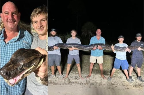 Beş metr uzunluğunda nəhəng piton ovçuları heyrətə gətirdi - FOTO