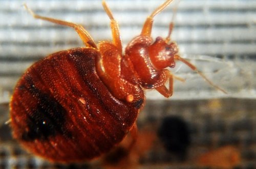 Fransada hökumət böcəklər ilə mübarizəyə 5 milyon avro ayıracaq